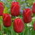 Tulip 'Seadov'
