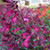 Salvia Love and Wishes (Potted)