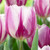 Tulip Flag Collection