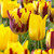 Tulip Rising Sun Collection