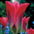 Tulip Viridiflora Collection