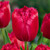 Tulip Fringed Collection
