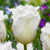 Tulip Fringed Collection