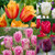 Tulip Fringed Collection