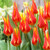 Tulip Bicolour Lily Flower Collection