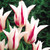 Tulip Bicolour Lily Flower Collection