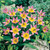 Tulip Species Collection