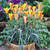 Tulip Species Collection