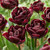 Collection of Black Tulips