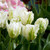 Parrot Tulip Collection ©