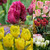 Parrot Tulip Collection ©