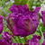 Parrot Tulip Collection ©