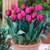 Collection of Blue and Purple Tulips