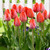 Collection of Orange Tulips