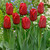Tulip Unusual Triumph Collection