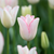 Tulip Unusual Triumph Collection