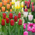 Tulip Unusual Triumph Collection