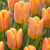 Tulip Unusual Triumph Collection