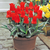 Collection of Red Tulips