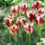 Tulip Havran & Grand Perfection Collection