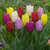 Tulip Mixtures Collection 2