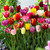 Tulip Mixtures Collection 2