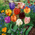 Tulip Mixtures Collection 2