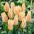 Tulip Greigii Collection