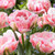 Tulip Finola and Uncle Tom Collection
