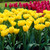 Tulip Monte Collection