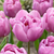 Double Late Tulip Collection 2