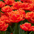 Double Late Tulip Collection 2