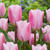 Triumph Tulip Collection 11/12cm