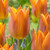 Triumph Tulip Collection (Top Quality Bulbs)