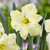 Narcissus Cassata 12/14cm