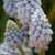Muscari 'Valerie Finnes'