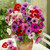 Anemone De Caen Mix 4/5cm