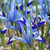 Iris reticulata 'Clairette'