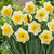 Narcissus Yellow Salome 12/14cm