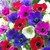 Anemone Single and Double Mix 4/5cm
