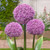 Allium Party Balloons 16/18cm