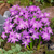 Chionodoxa Luciliae Collection