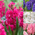 Double Hyacinth Collection