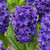 Double Hyacinth Collection