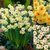 Narcissus Tazetta Collection