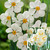 Fragrant Poeticus Narcissus Collection
