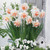Double Narcissus Collection