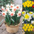 Trumpet Narcissus Collection