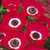 Anemone De Caen Collection 4/5cm