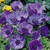 Anemone De Caen Collection 4/5cm